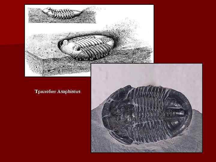 Трилобит Asaphiscus 