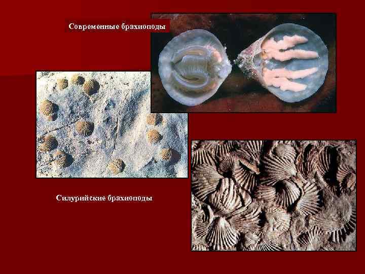 Современные брахиоподы Силурийские брахиоподы 