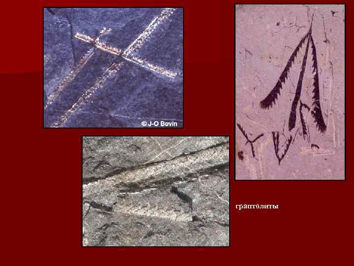 граптолиты 