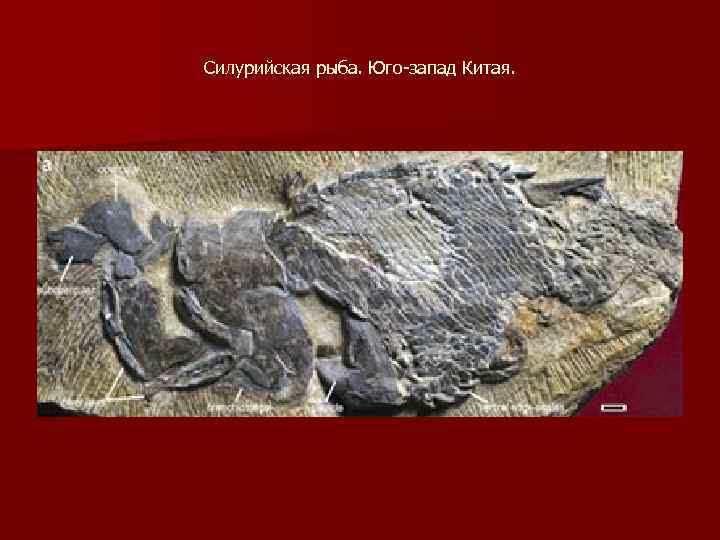 Силурийская рыба. Юго-запад Китая. 