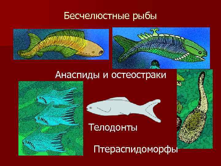 Бесчелюстные рыбы Анаспиды и остеостраки Телодонты Птераспидоморфы 
