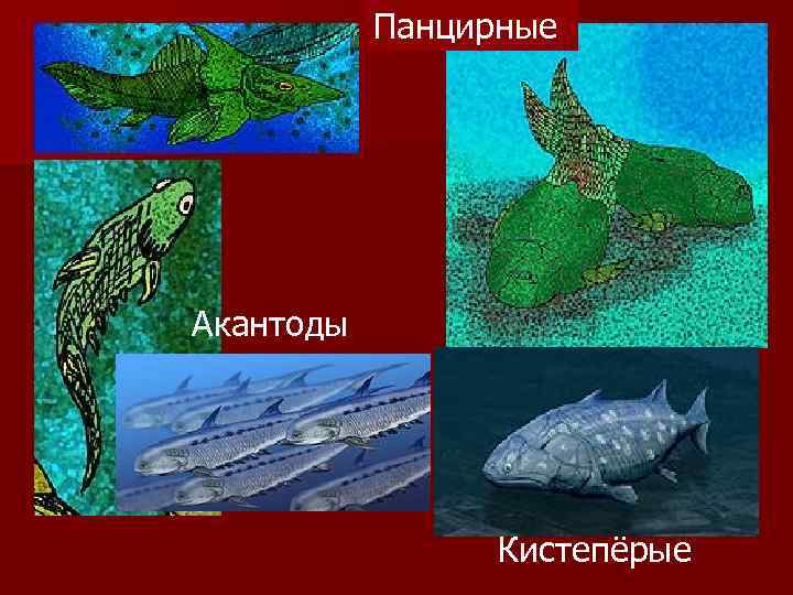 Панцирные Акантоды Кистепёрые 