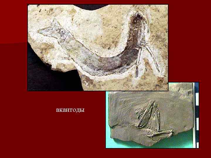 акантоды 