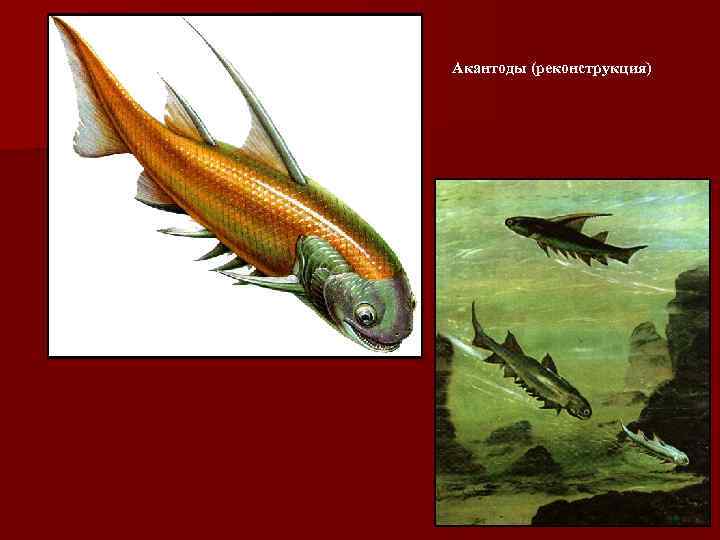 Акантоды (реконструкция) 