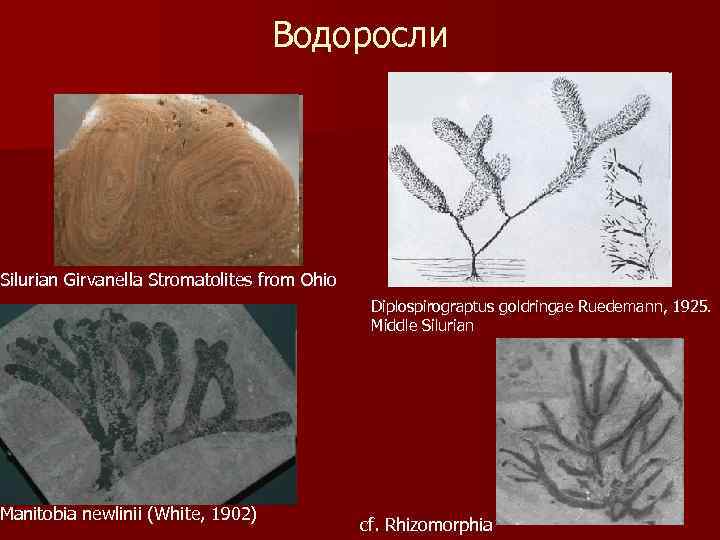 Водоросли Silurian Girvanella Stromatolites from Ohio Manitobia newlinii (White, 1902) Diplospirograptus goldringae Ruedemann, 1925.