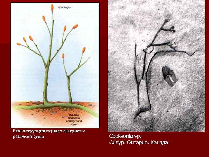 Реконструкция первых сосудисты растений суши Cooksonia sp. Силур. Онтарио, Канада 