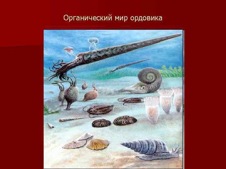 Органический мир ордовика 