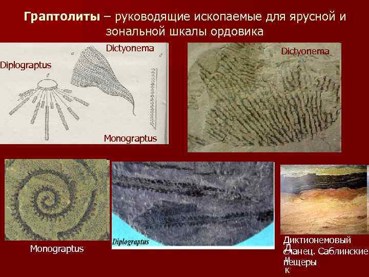 Граптолиты – руководящие ископаемые для ярусной и зональной шкалы ордовика Dictyonema Diplograptus Monograptus Диктионемовый