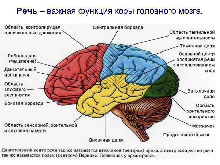 Речь – важная функция коры головного мозга. 
