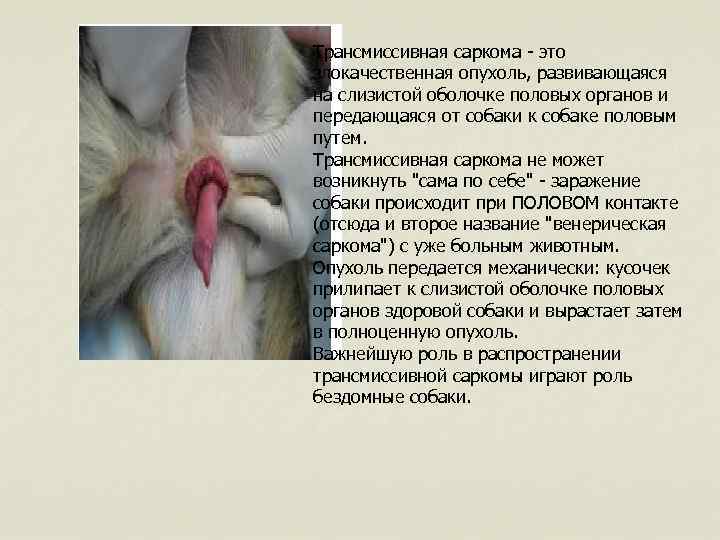 Трансмиссивная саркома - это злокачественная опухоль, развивающаяся на слизистой оболочке половых органов и передающаяся