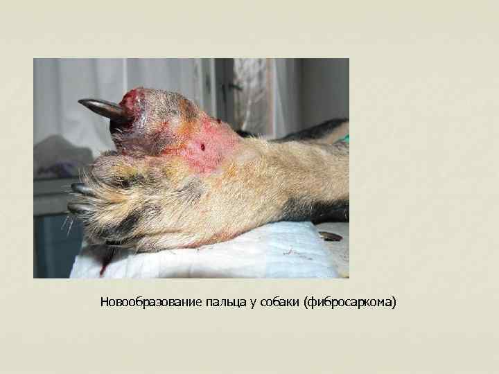  Новообразование пальца у собаки (фибросаркома) 
