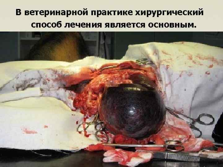 В ветеринарной практике хирургический способ лечения является основным. 