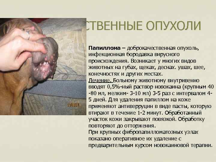 ДОБРОКАЧЕСТВЕННЫЕ ОПУХОЛИ Папиллома – доброкачественная опухоль, инфекционная бородавка вирусного происхождения. Возникает у многих видов