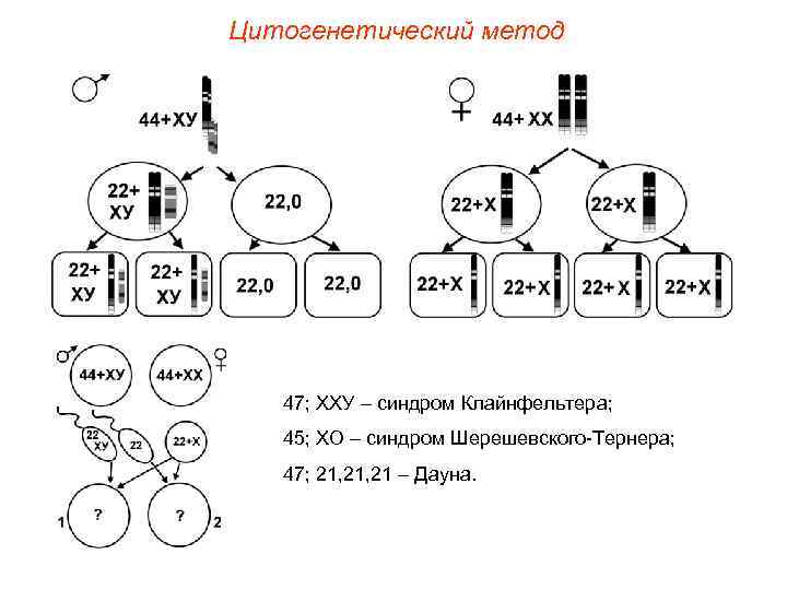 Цитогенетический метод 47; ХХУ – синдром Клайнфельтера; 45; ХО – синдром Шерешевского-Тернера; 47; 21,