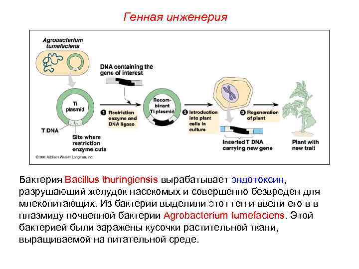 Генная инженерия Бактерия Bacillus thuringiensis вырабатывает эндотоксин, разрушающий желудок насекомых и совершенно безвреден для
