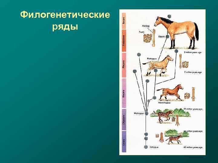 Филогенетические ряды 