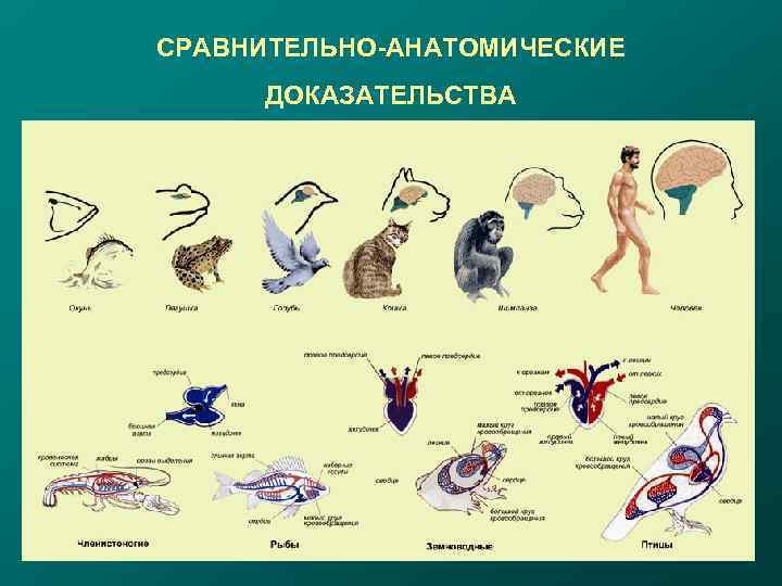 Анатомические доказательства. Анатомические доказательства эволюции. Сравнительная анатомия доказательства эволюции. Сравнительно анатомические доказательства эволюции животных. Сраывнительноанатомические доказательства.