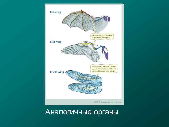 Аналогичные органы 