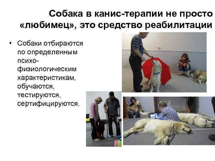 Собака в канис-терапии не просто «любимец» , это средство реабилитации • Собаки отбираются по