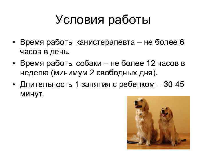 Условия работы • Время работы канистерапевта – не более 6 часов в день. •