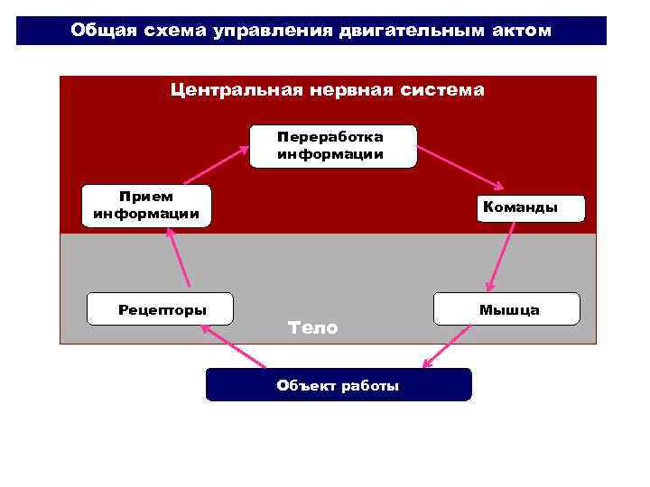 Общая схема управления двигательным актом Центральная нервная система Переработка информации Прием информации Рецепторы Команды