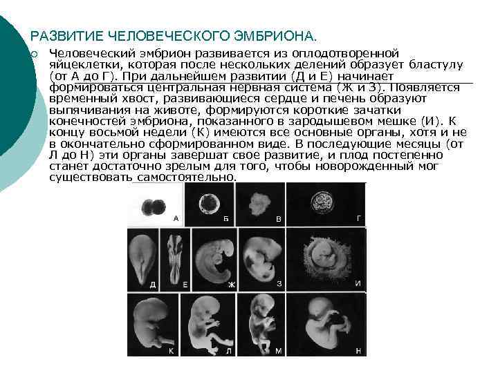 Эмбрион плод сроки