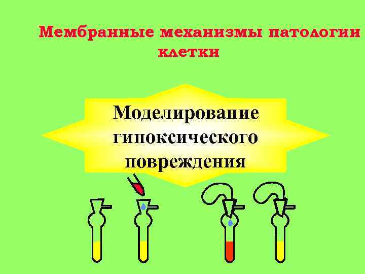 Мембранные механизмы патологии клетки Моделирование гипоксического повреждения 