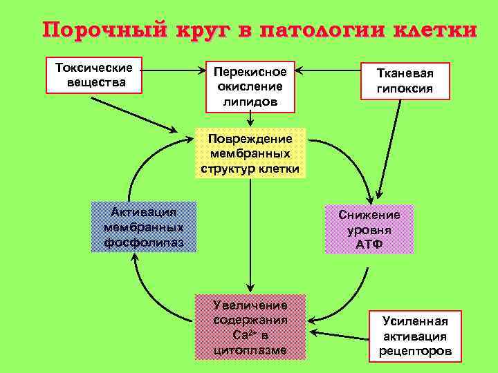 Порочный круг в патологии клетки Токсические вещества Перекисное окисление липидов Тканевая гипоксия Повреждение мембранных