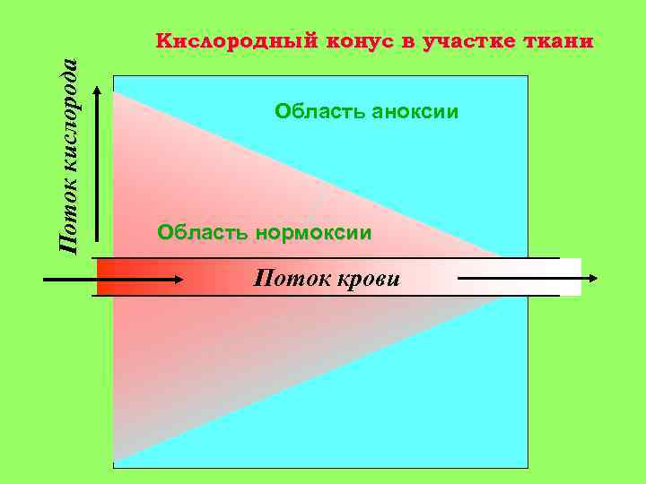 Поток кислорода Кислородный конус в участке ткани Область аноксии Область нормоксии Поток крови 