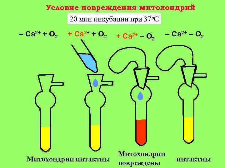 Условие повреждения митохондрий 20 мин инкубации при 37 о. С – Ca 2+ +