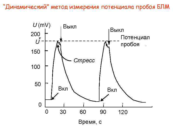 “Динамический” метод измерения потенциала пробоя БЛМ U (m. V) Выкл Потенциал пробоя 200 *