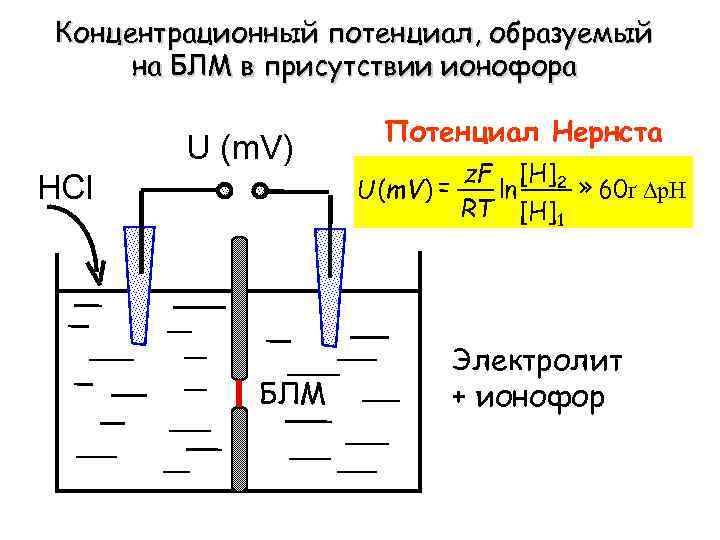 Концентрационный потенциал, образуемый на БЛМ в присутствии ионофора U (m. V) Потенциал Нернста U