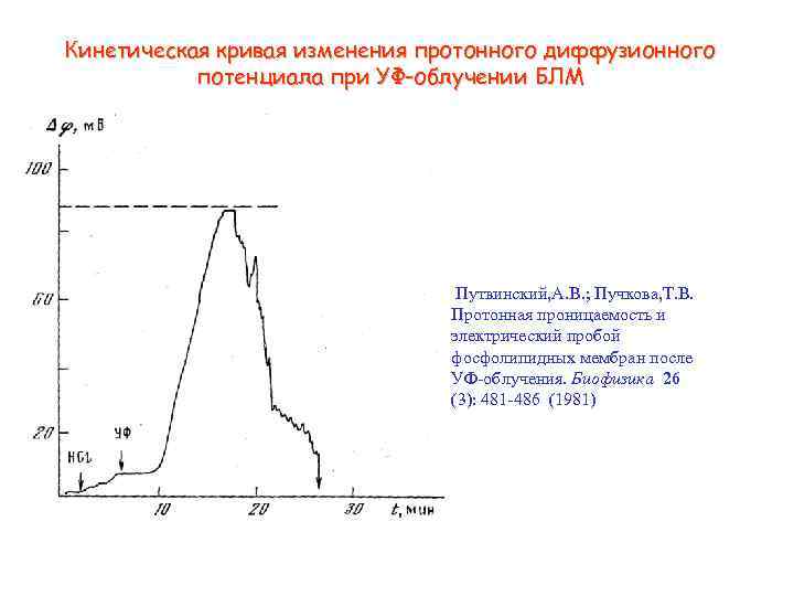 Кинетическая кривая изменения протонного диффузионного потенциала при УФ-облучении БЛМ Путвинский, А. В. ; Пучкова,