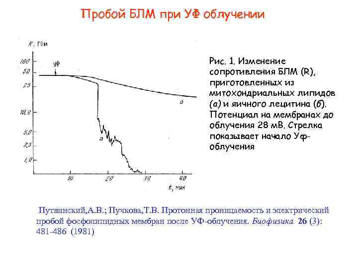 Пробой БЛМ при УФ облучении Рис. 1. Изменение сопротивления БЛМ (R), приготовленных из митохондриальных