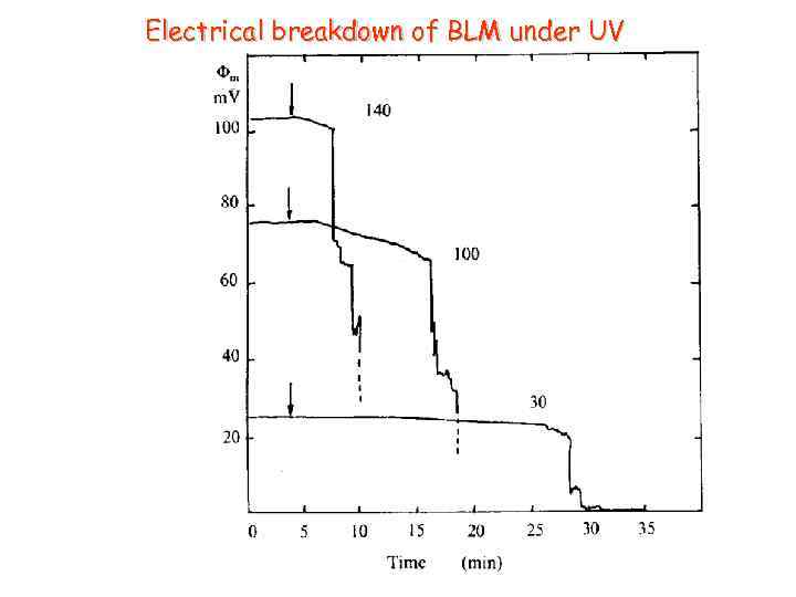 Electrical breakdown of BLM under UV 