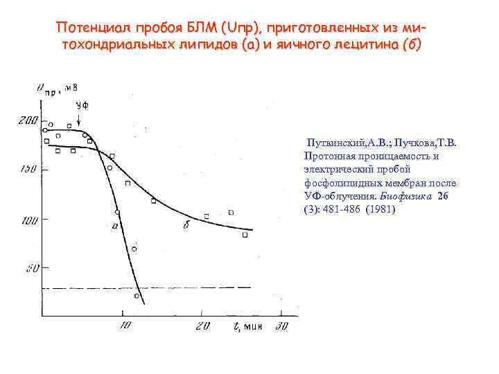 Потенциал пробоя БЛМ (Uпр), приготовленных из митохондриальных липидов (а) и яичного лецитина (б) Путвинский,