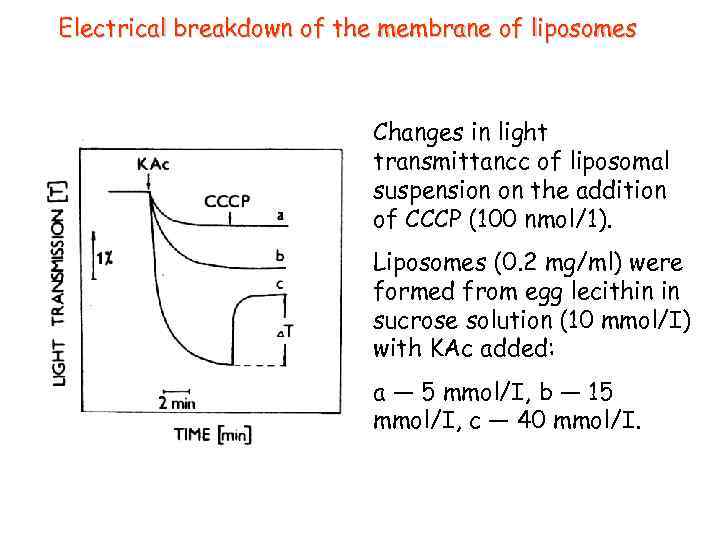 Electrical breakdown of the membrane of liposomes Changes in light transmittancc of liposomal suspension