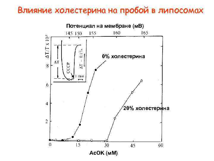 Влияние холестерина на пробой в липосомах Потенциал на мембране (м. В) 0% холестерина 20%