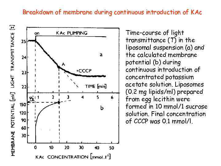 Breakdown of membrane during continuous introduction of KAc Time-course of light transmittance (T) in