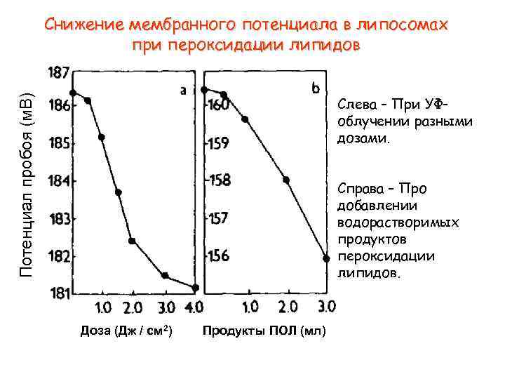 Потенциал пробоя (м. В) Снижение мембранного потенциала в липосомах при пероксидации липидов Слева –