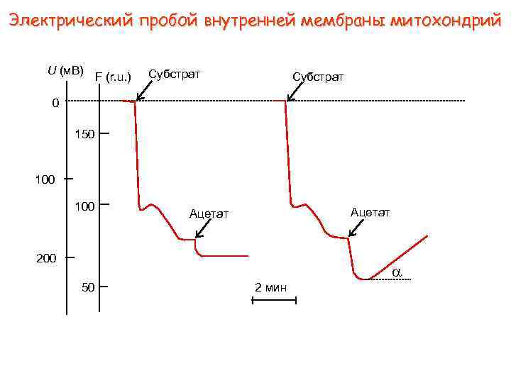 Электрический пробой внутренней мембраны митохондрий U (м. В) F (r. u. ) Субстрат 0