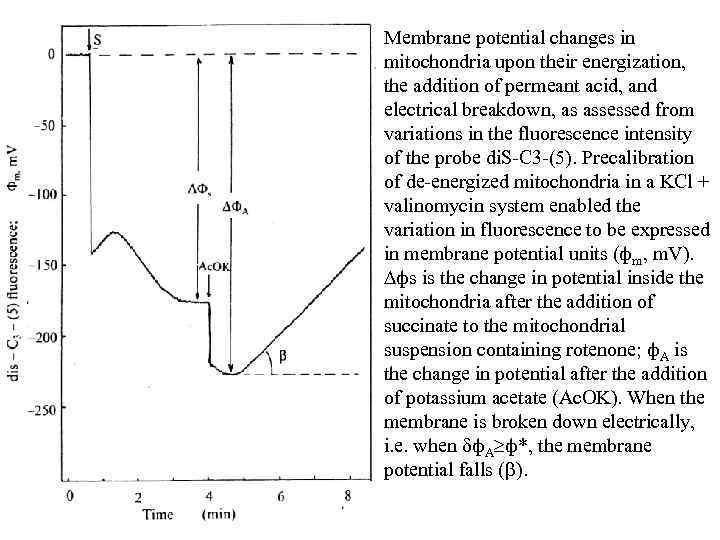 Membrane potential changes in mitochondria upon their energization, the addition of permeant acid, and
