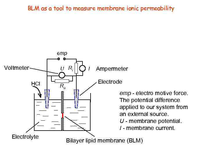 BLM as a tool to measure membrane ionic permeability emp Voltmeter U Ri HCl