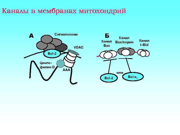 Каналы в мембранах митохондрий А Сигналосома VDAC Б Канал Bax/порин Bax Bcl-2 Циклофилин D