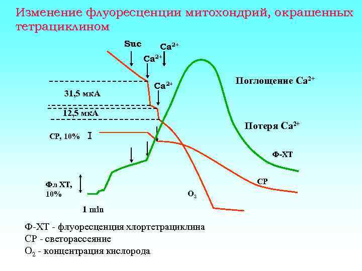 Изменение флуоресценции митохондрий, окрашенных тетрациклином Suc Ca 2+ 31, 5 мк. А Поглощение Ca