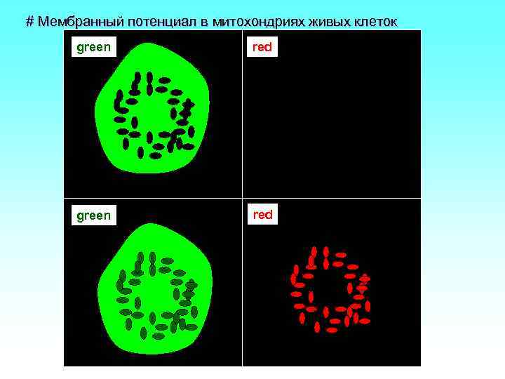 # Мембранный потенциал в митохондриях живых клеток green red 