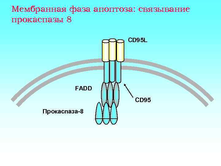 Мембранная фаза апоптоза: связывание прокаспазы 8 CD 95 L FADD CD 95 Прокаспаза-8 