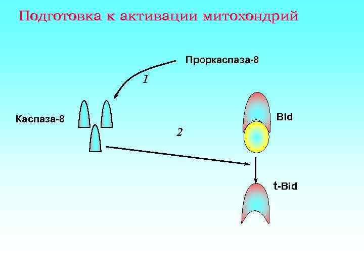 Подготовка к активации митохондрий Проркаспаза-8 1 Bid Каспаза-8 2 t-Bid 