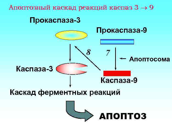 Апоптозный каскад реакций каспаз 3 9 Прокаспаза-3 Прокаспаза-9 8 7 Апоптосома Каспаза-3 Каспаза-9 Каскад