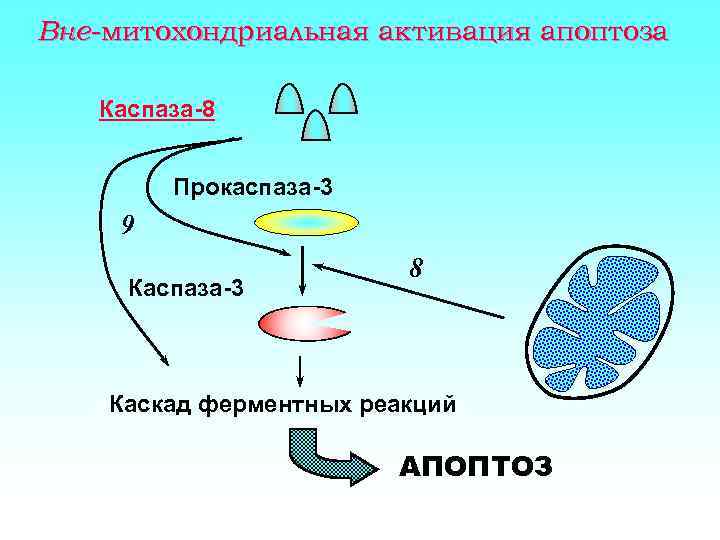 Вне-митохондриальная активация апоптоза Каспаза-8 Прокаспаза-3 9 Каспаза-3 8 Каскад ферментных реакций АПОПТОЗ 